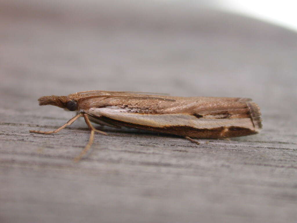 Imagem de Orocrambus flexuosellus Doubleday 1843