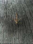 Image of kowhai seed moth