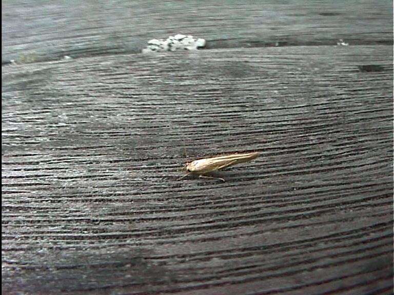 Image of kowhai seed moth