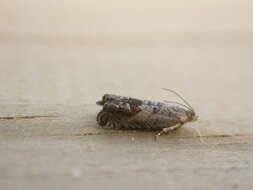 Image of gorse pod moth