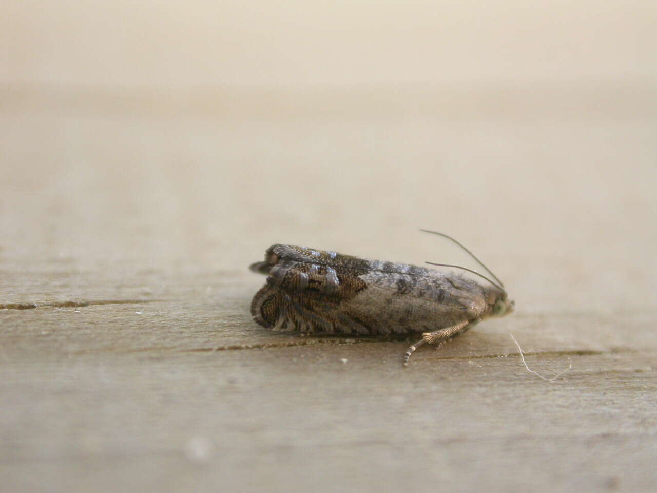 Image of gorse pod moth