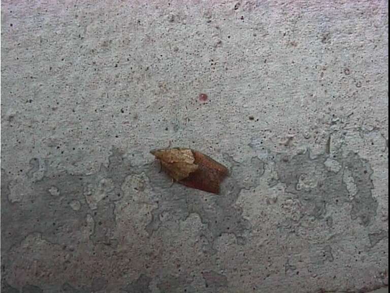 Image of Light brown apple moth