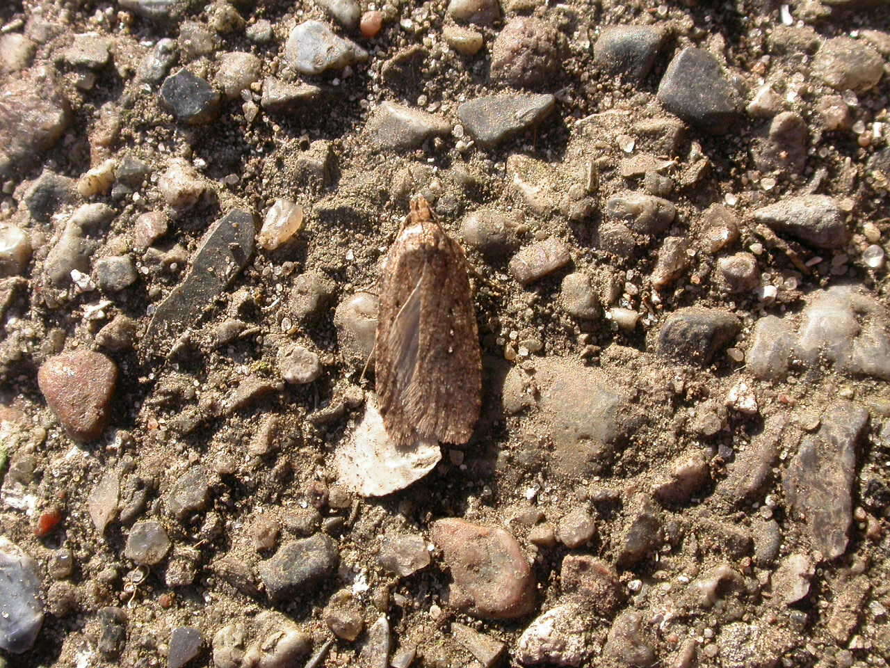 Image of Agonopterix heracliana Linnaeus 1758