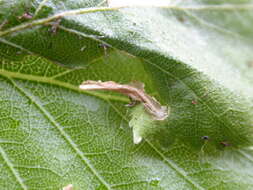 Image of alder bud moth