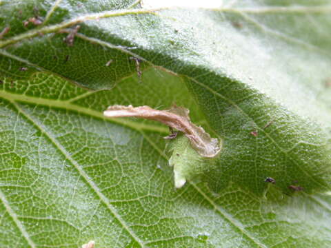 Image of Coleophora serratella Linnaeus 1761