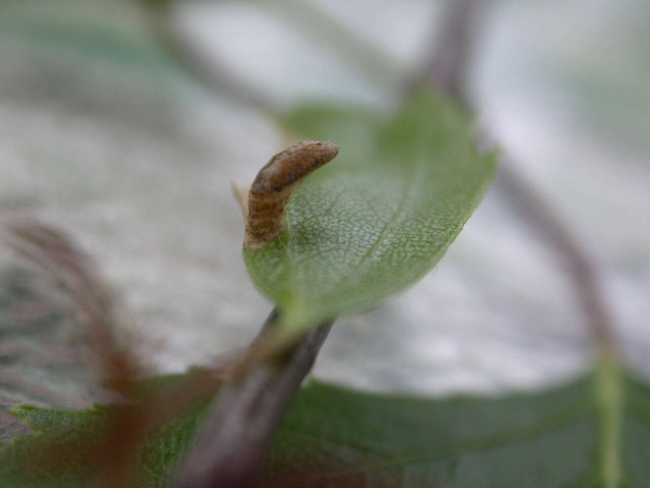 Image of alder bud moth