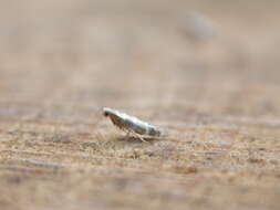 Imagem de Argyresthia trifasciata Staudinger 1871