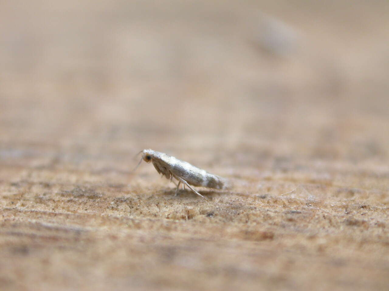 Imagem de Argyresthia trifasciata Staudinger 1871