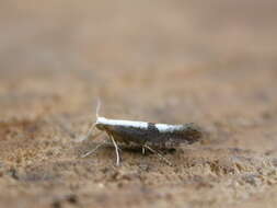 Imagem de Argyresthia semifusca Haworth 1828