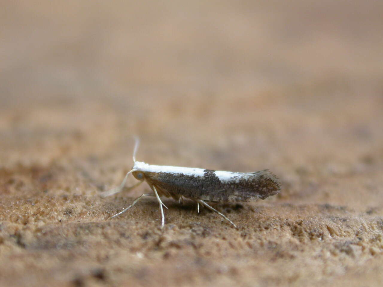 Image of Argyresthia semifusca Haworth 1828