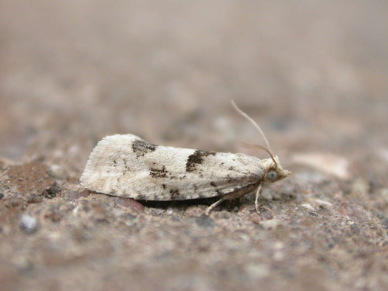 Image of Epinotia bilunana Haworth 1811