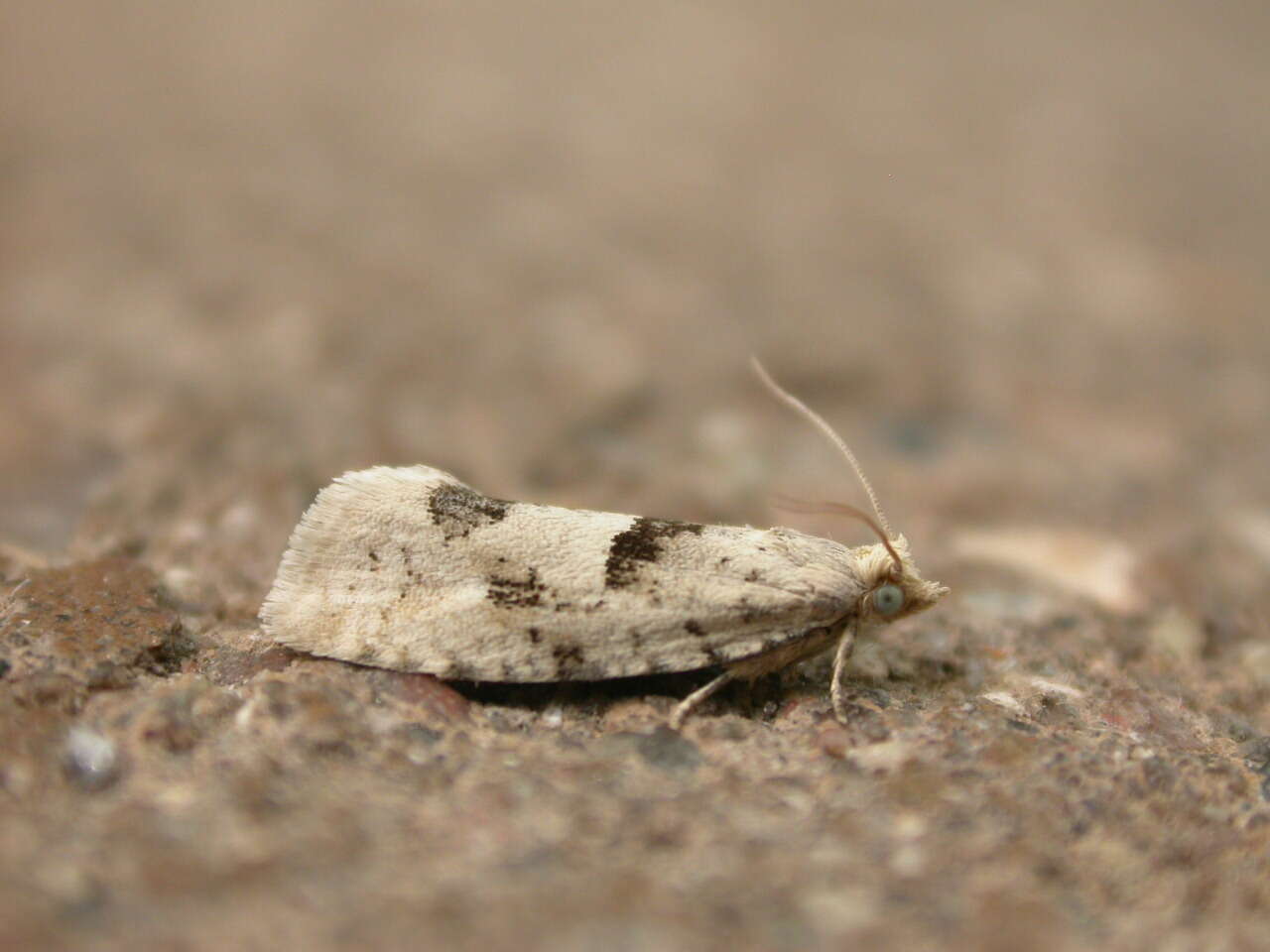 Image of Epinotia bilunana Haworth 1811