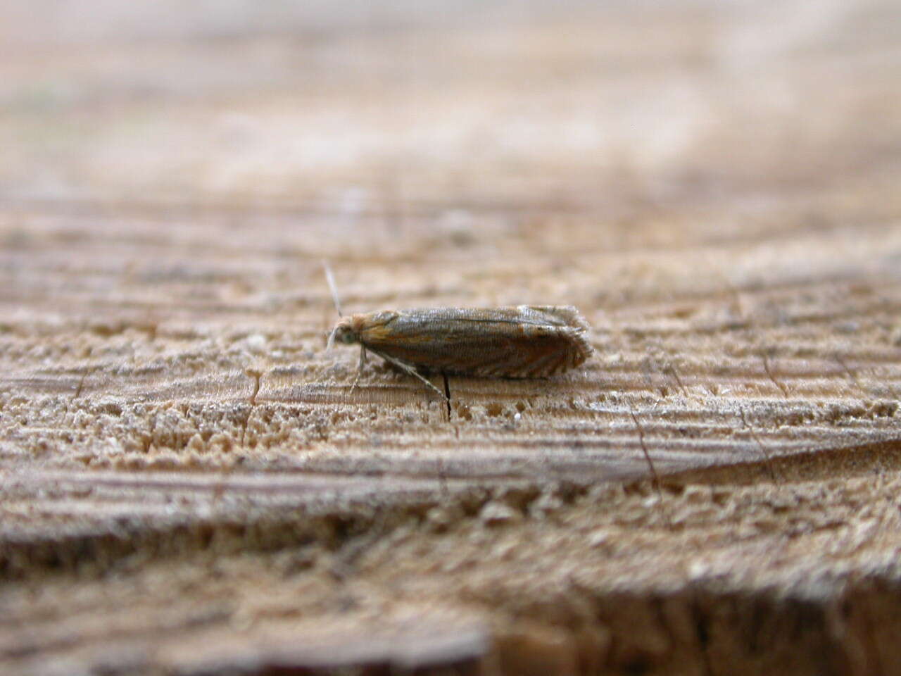 Image of Lathronympha strigana Fabricius 1775