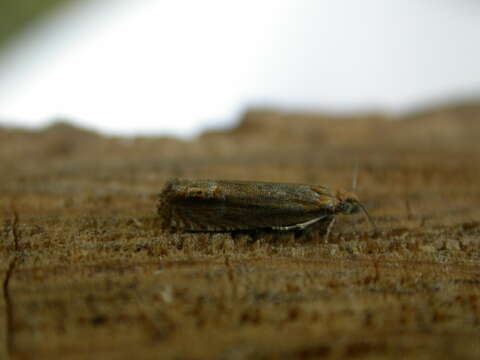 Image of Lathronympha strigana Fabricius 1775