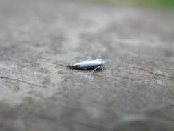 Image of apple leaf miner