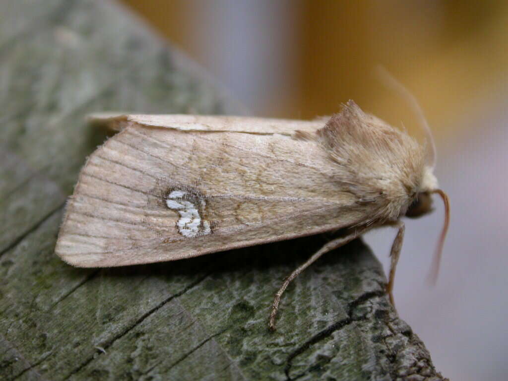 Imagem de Amphipoea fucosa Freyer 1830