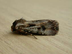 Image of Agrotis munda Walker 1856