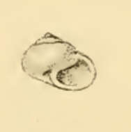 Image of Ethalia polita A. Adams 1862