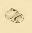 Image of Ethalia polita A. Adams 1862