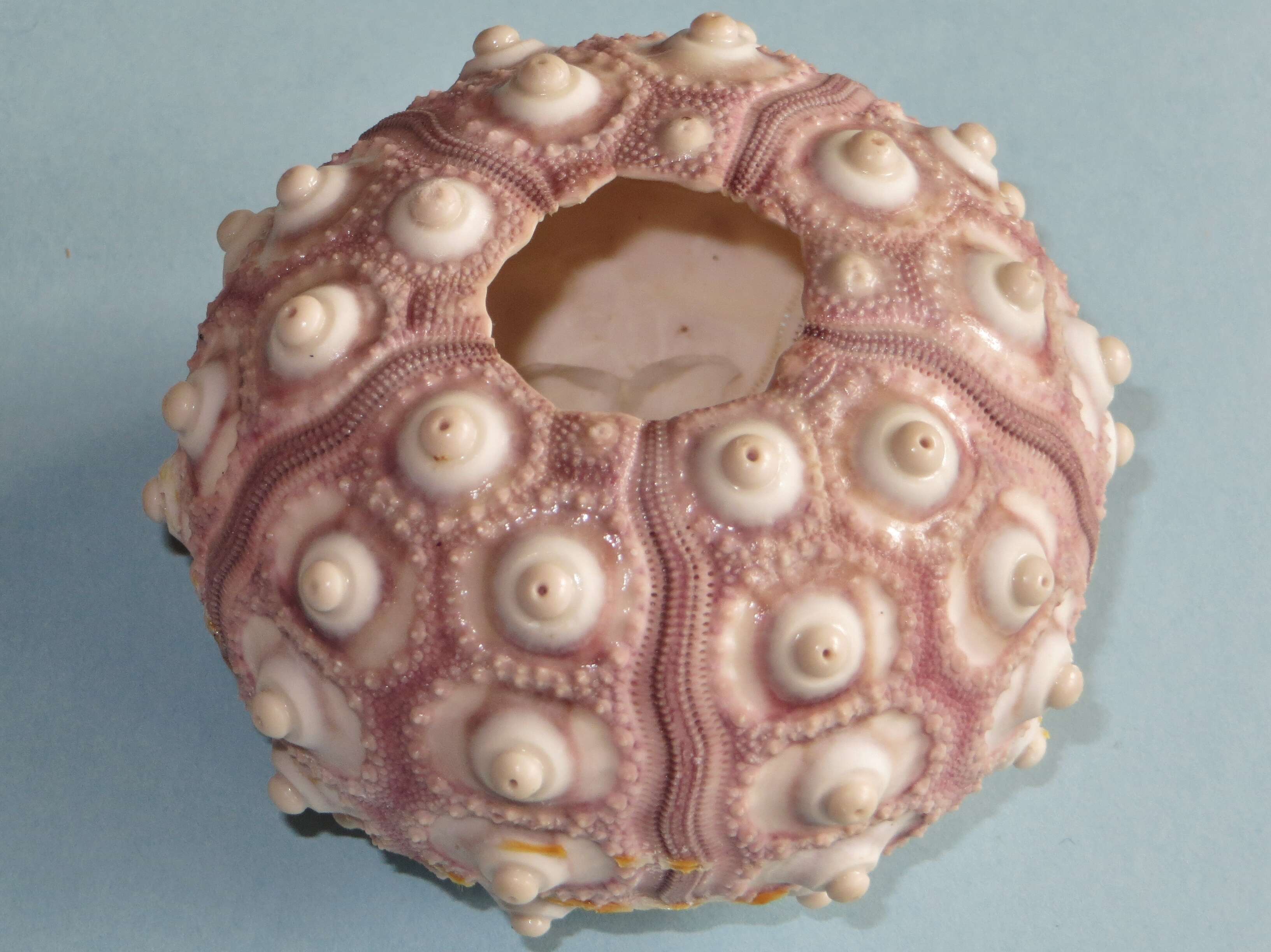 Image of Imperial urchin