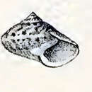 Image of Ethalia striolata (A. Adams 1855)