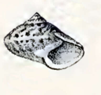 Image of Ethalia striolata (A. Adams 1855)