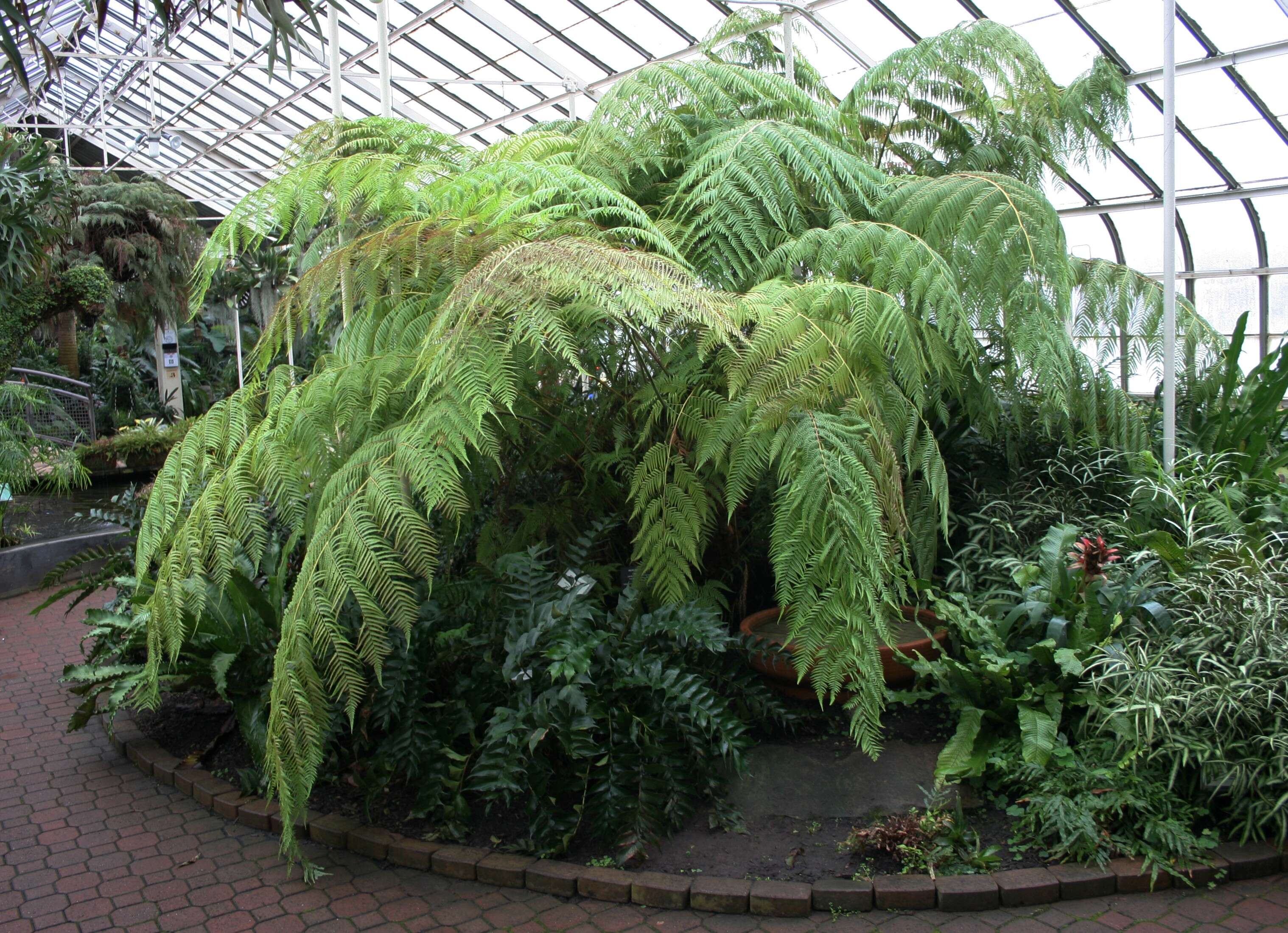 Image of Mexican Tree Fern
