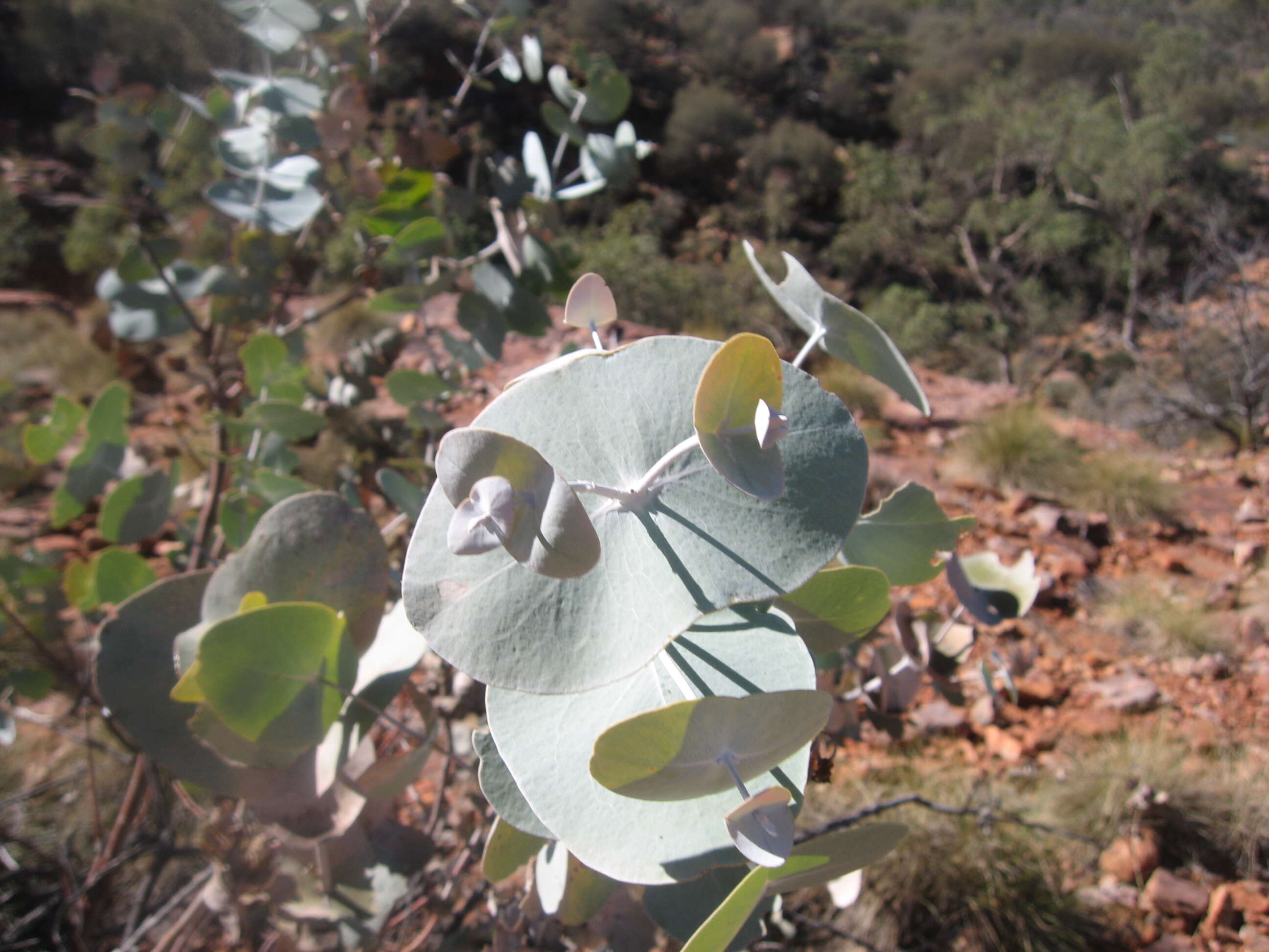 Image of Eucalyptus gamophylla F. Müll.