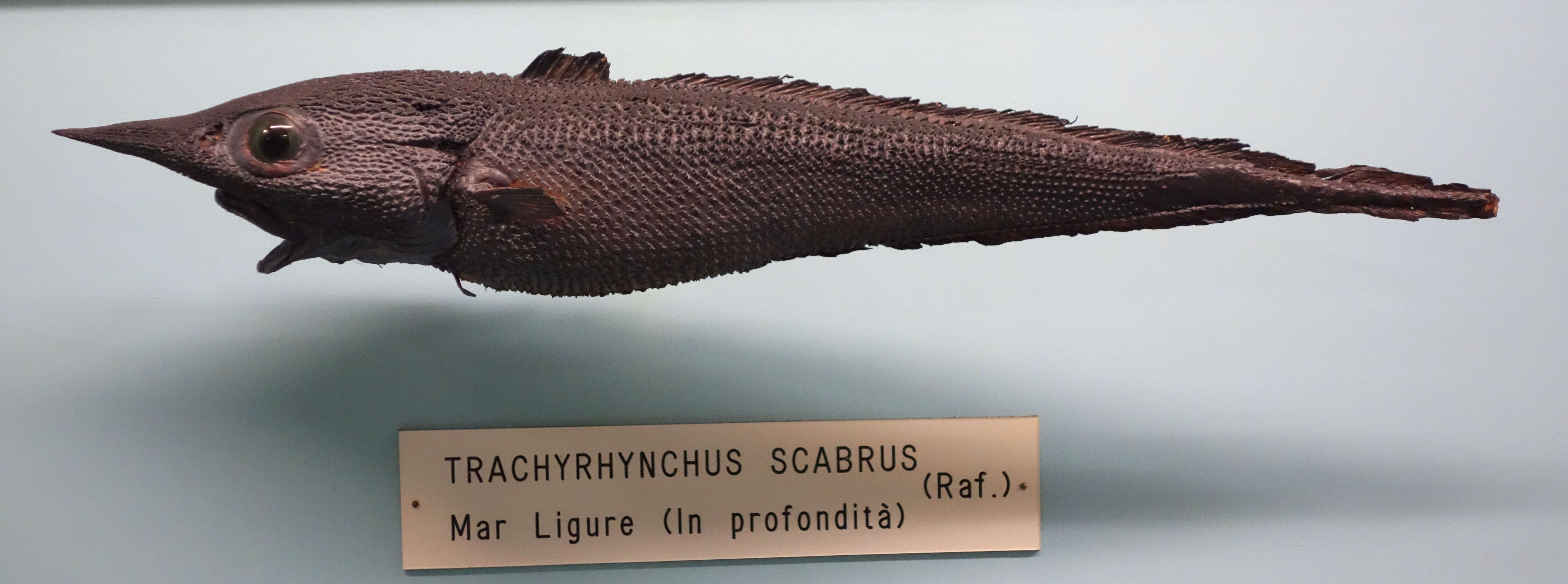 Image de Trachyrincus scabrus (Rafinesque 1810)