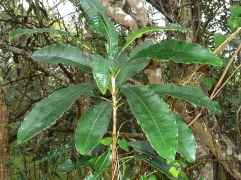 Image of Protorhus longifolia (Bernh.) Engl.