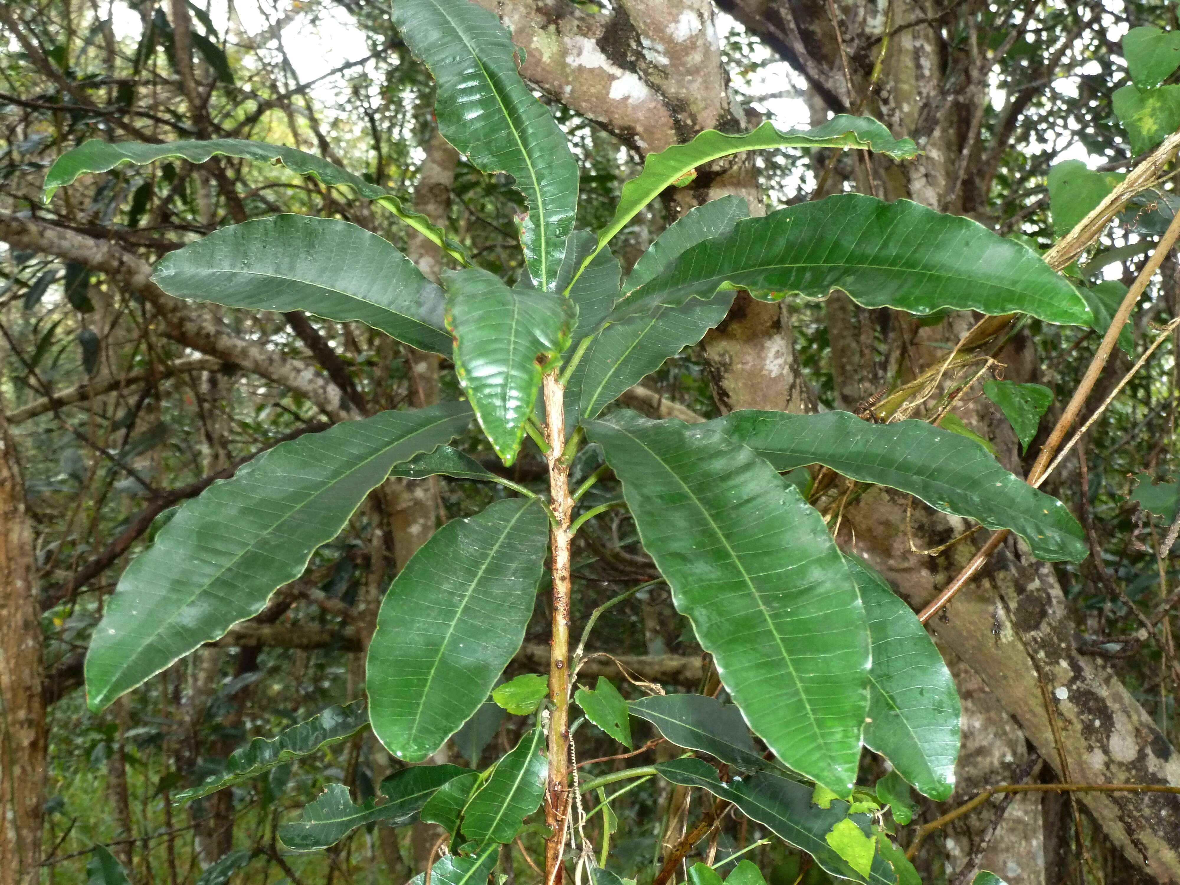 Image of Protorhus longifolia (Bernh.) Engl.