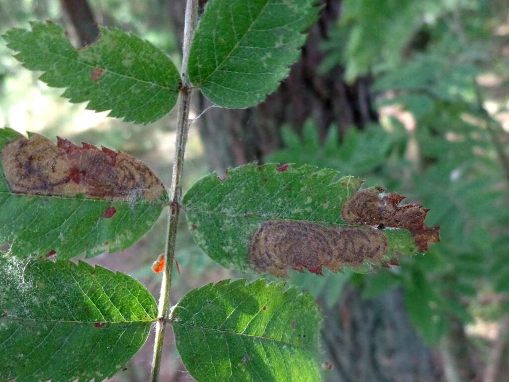 Image of Hawthorn Midget