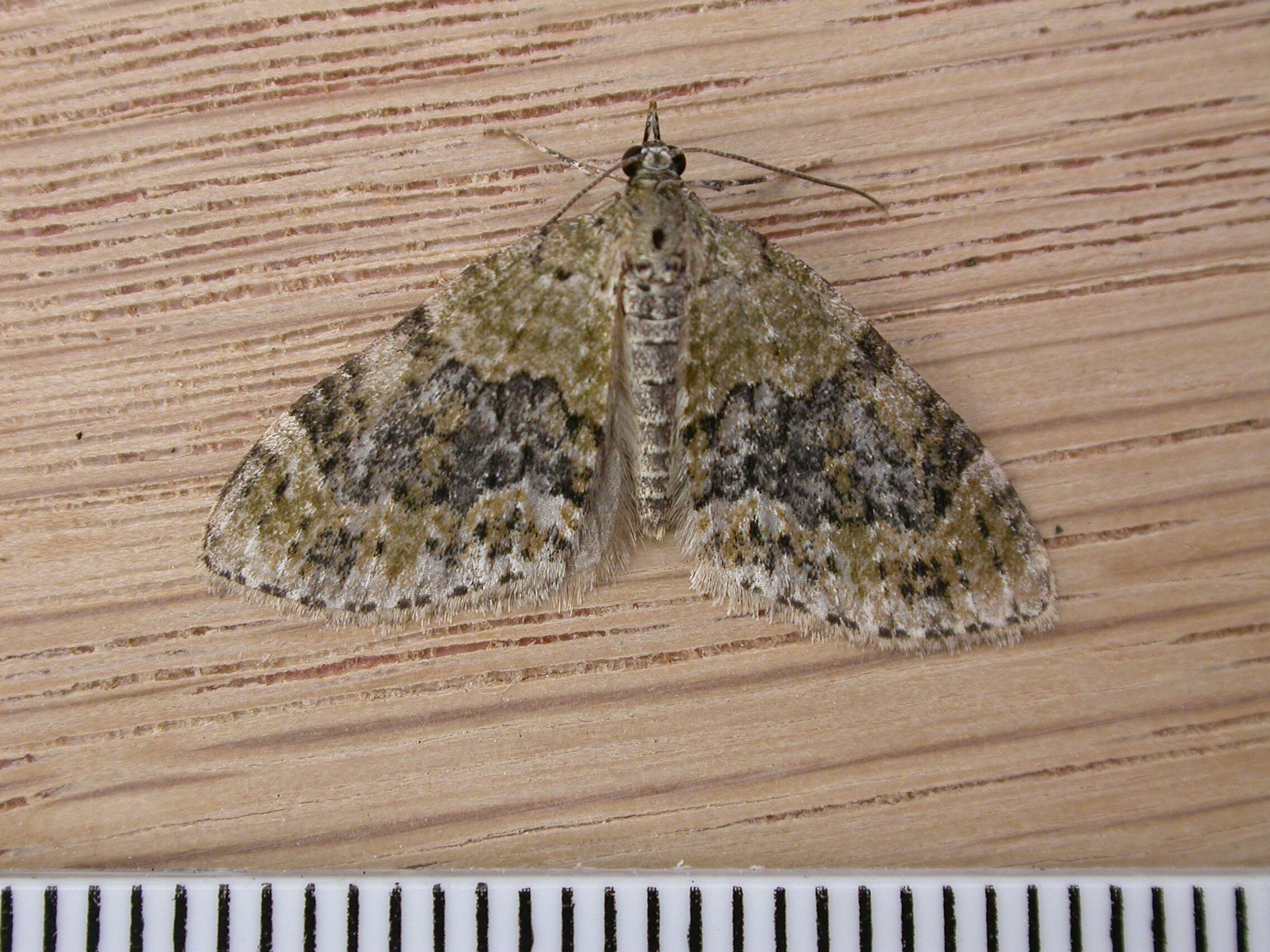 Image of yellow-barred brindle