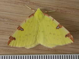 Image of brimstone moth