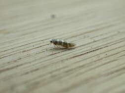 Imagem de Argyresthia trifasciata Staudinger 1871