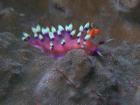 Image of Whitetip purple cerrata pink slug