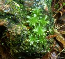 Image of rose rhodobryum moss