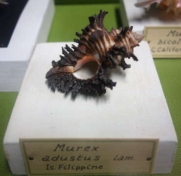 Image of adusta murex