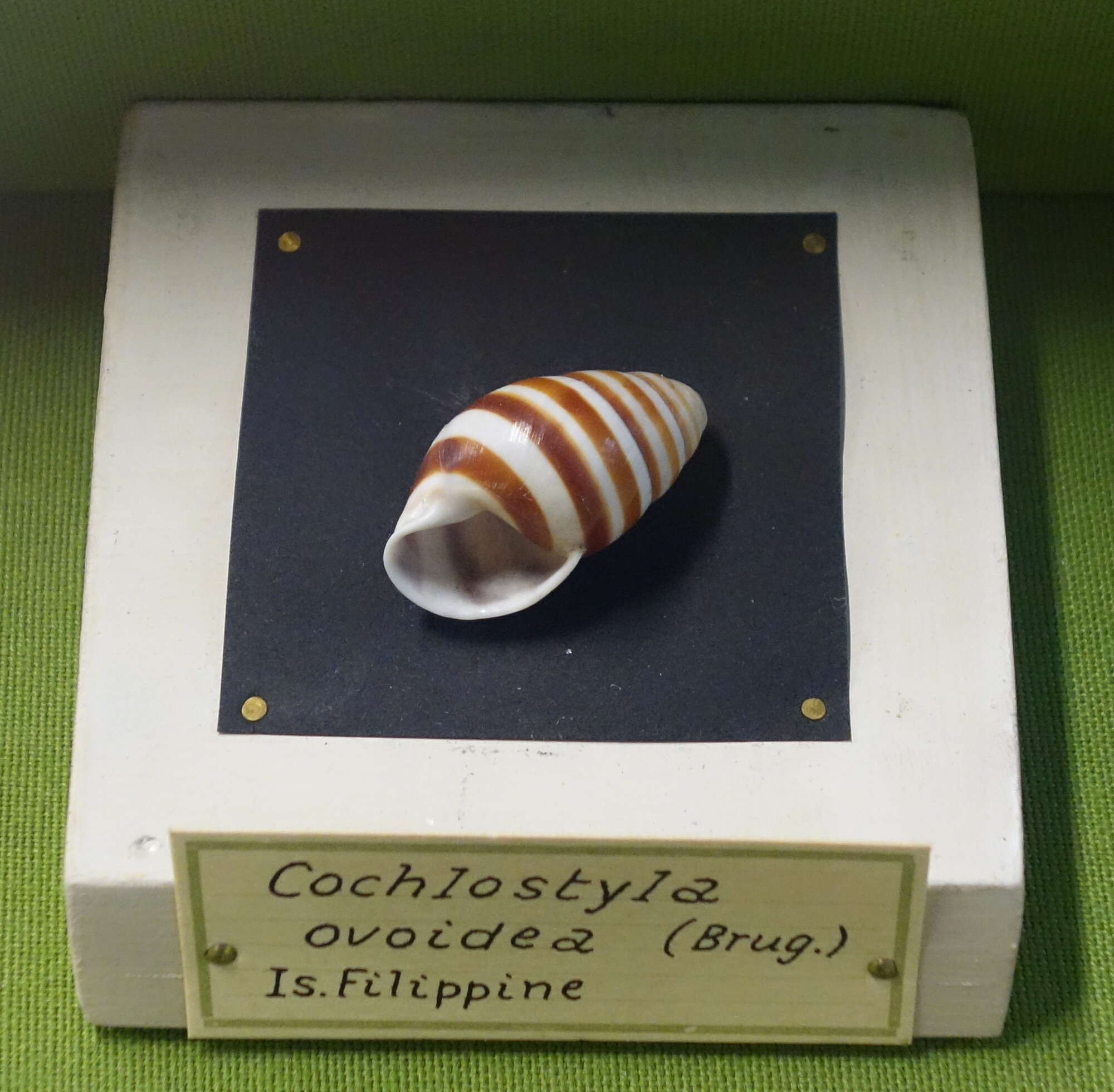 Image of Cochlostyla ovoidea