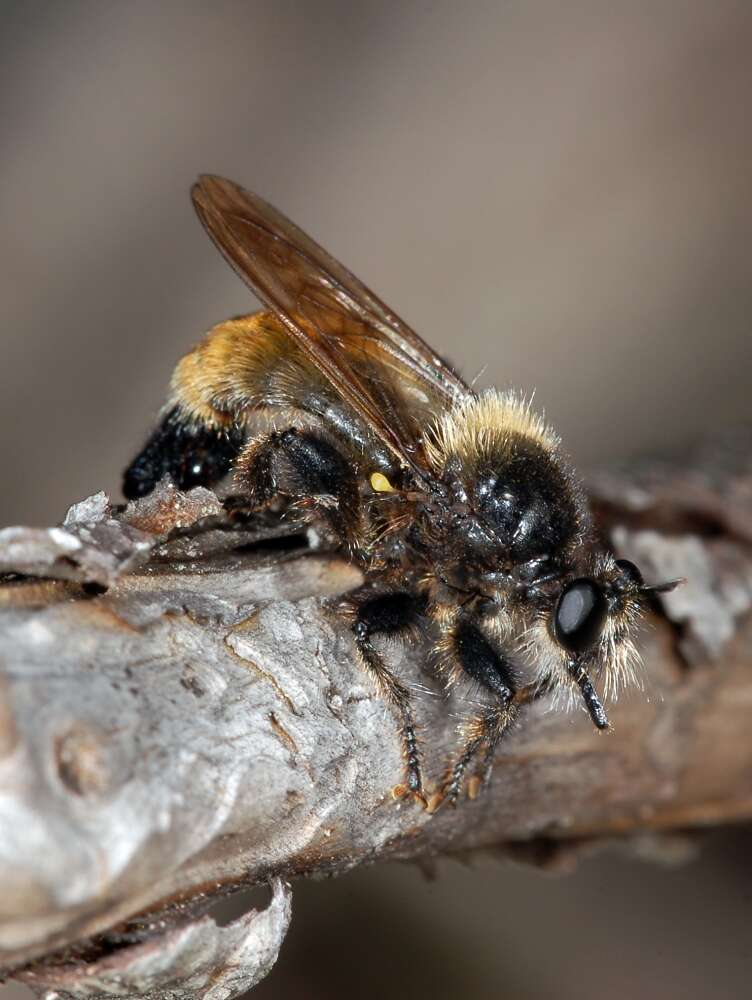 صورة Laphria flava (Linnaeus 1761)