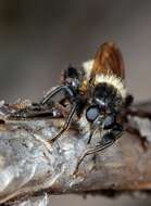 صورة Laphria flava (Linnaeus 1761)