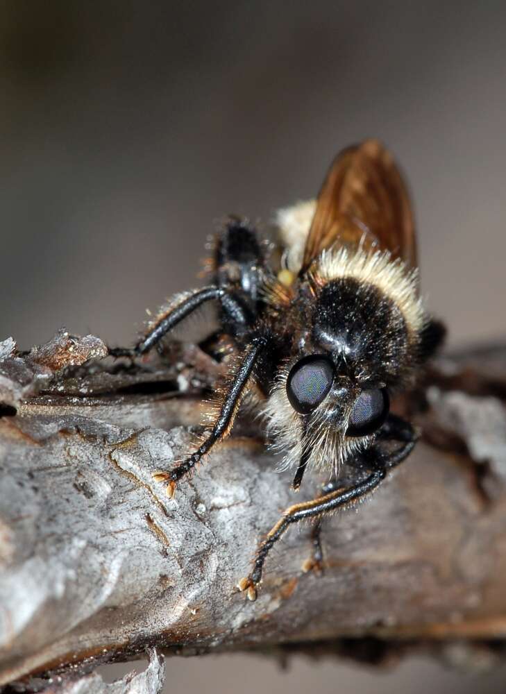 Image of Laphria flava (Linnaeus 1761)