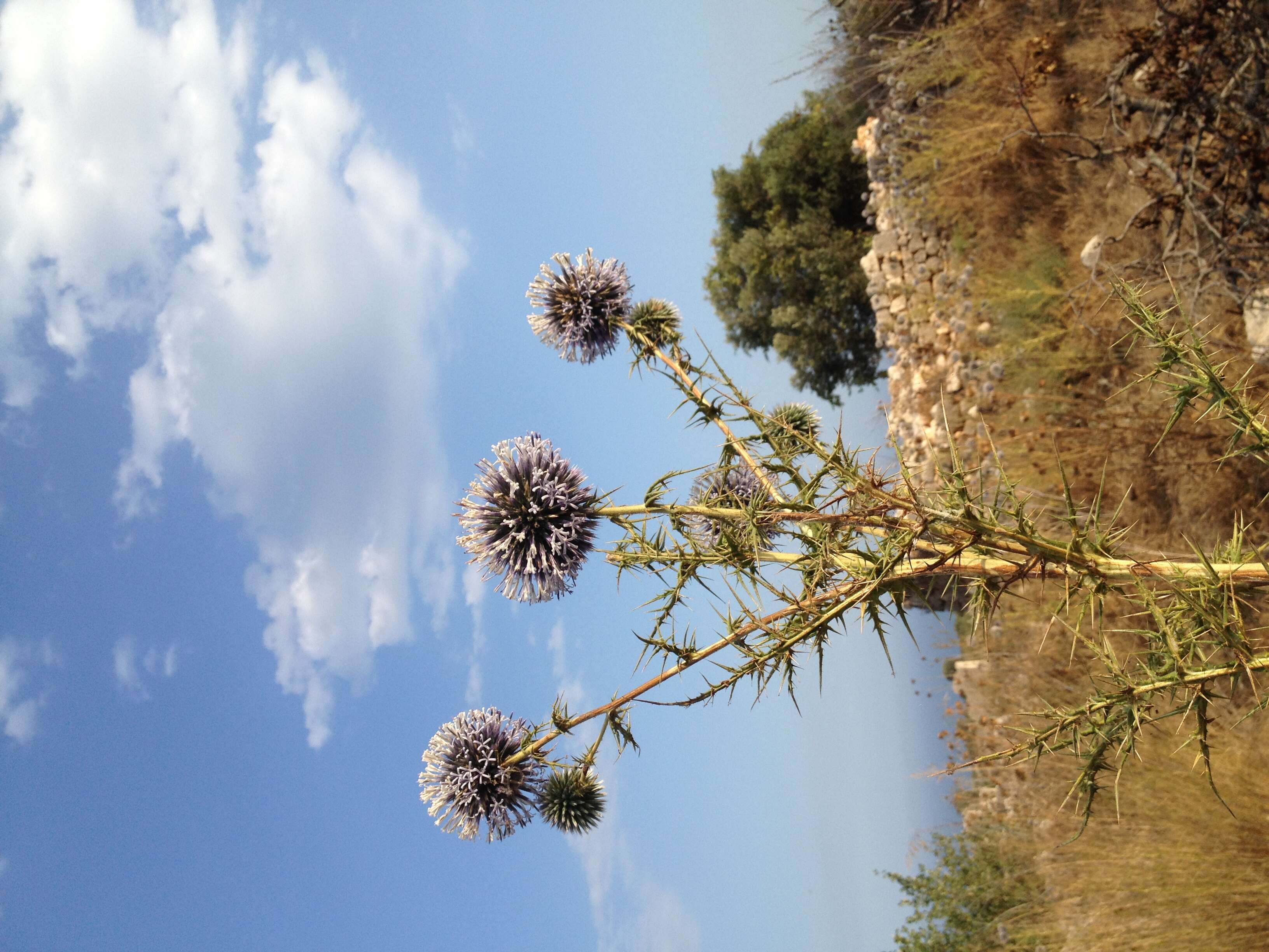 Image de Echinops adenocaulos Boiss.