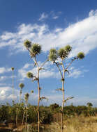 Image de Echinops adenocaulos Boiss.