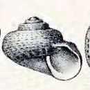 Image of Ethminolia degregorii (Caramagna 1888)