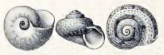 Image of Ethminolia degregorii (Caramagna 1888)