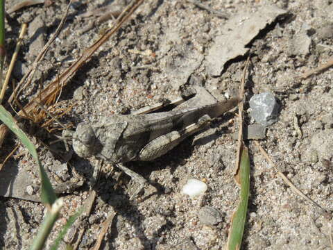 Image of blue-winged grasshopper