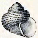 Image of Ethminolia doriae (Caramagna 1888)