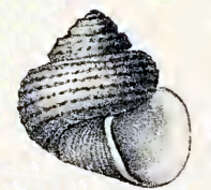 Image of Ethminolia doriae (Caramagna 1888)