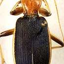 Image of Trichognathus